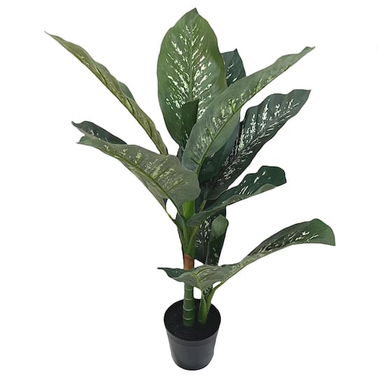 3ft. Potted Green Dieffenbachia Plant by Ashland&#xAE;